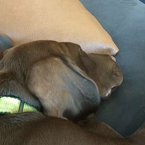 Meet your Posher, Maia